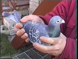 Video 72: Padfield Family of Wales: Premier Pigeon Racers