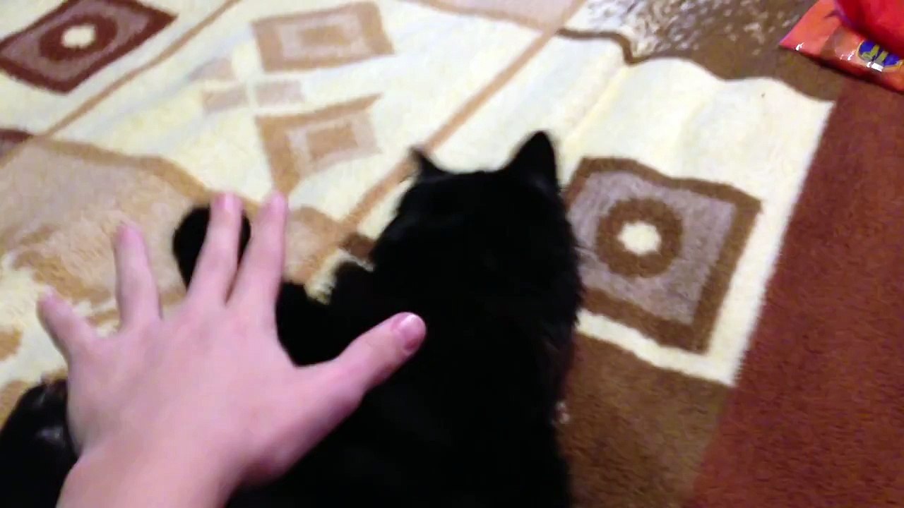 Kitty Does Not Like Belly Rubs