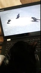 Tux and his bird shows