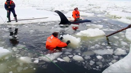 Four orcas rescued after getting trapped in ice
