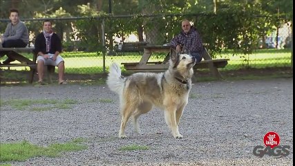 Teasing Dogs With a Drone