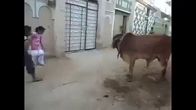 Cow Follows Children Actions..Very Funny