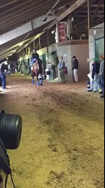 American Pharoah on Breeders Cup Wednesday