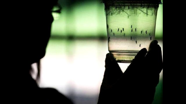 Peru News: Health officials report first case of sexually transmitted Zika virus in Peru