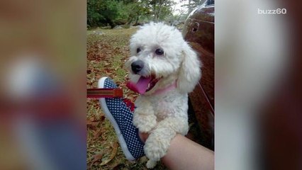 Dog Thrown From Truck by Terrible Former Owner Makes Unbelievable Recovery