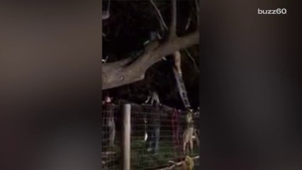 Rescuers Save 120-Pound Great Dane Stuck In Tree