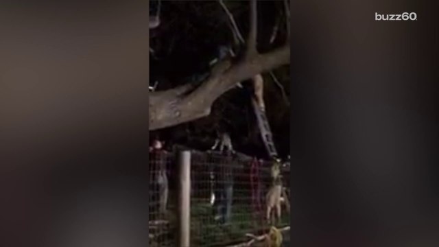 Rescuers Save 120-Pound Great Dane Stuck In Tree