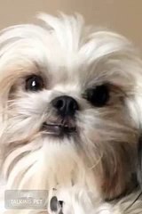 Singing puppy - sir mix a lot I like big butts