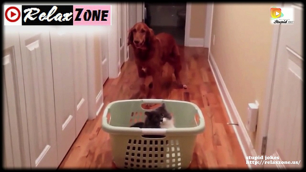 funny videos crazy people