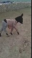 Arabian nice funny video