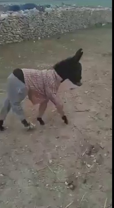 Arabian nice funny video