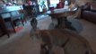 Four Cats, a Stuffed Bobcat, and a dog make a FUNNY video!