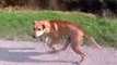 Epic dog chase caught on camera! Fast Canine Chases Dad