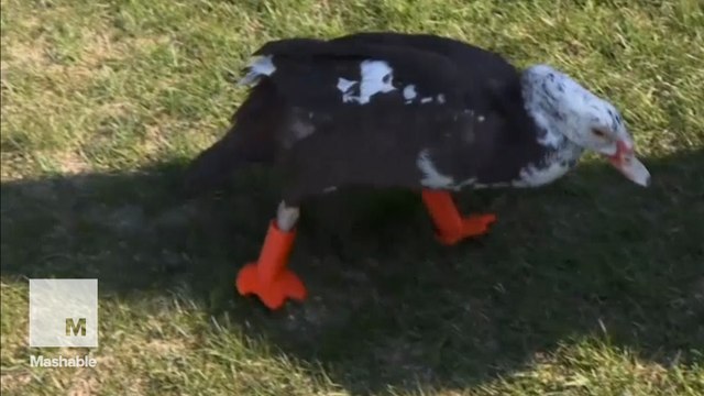 This duck is waddling around again thanks to his new 3D-printed feet