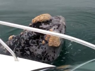 Baleia de Espécie Rara é Flagrada no Paraná