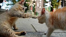【かわいい】猫ちゃん20連発　Part1　　　Cute Cats 20 Part1