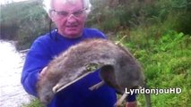 Ratas gigantes causan pánico en Inglaterra