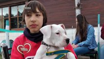 Amores Perros y Otros Amores - exposición del Dogo Argentino octubre 2015