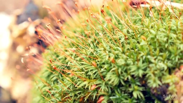 КАК СДЕЛАТЬ ВЕЧНЫИ ТЕРРАРИУМ