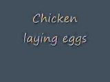 Chicken Laying Eggs