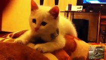 Funny Cat Videos Cats Funny cute cats Cat can be also pretty good pet funny cat videos 2016