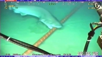 Shark Bites Fiber Optic Cables Undersea 15.8.2014