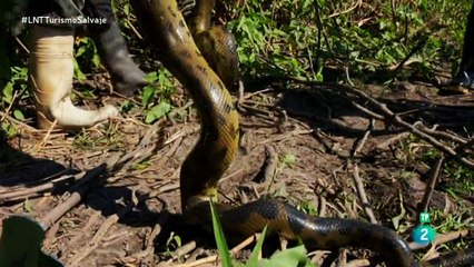 La ruta de los gringos