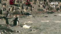 طيور بطريق انتاركتيكا مهددة بسبب تراجع اعداد اسماك الكريل