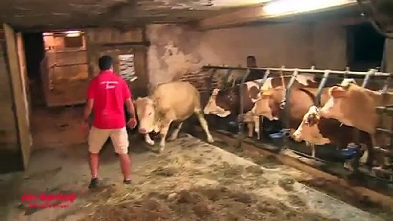 Salvano un Toro da una vita di Abusi, ecco la sua Emozionante reazione!