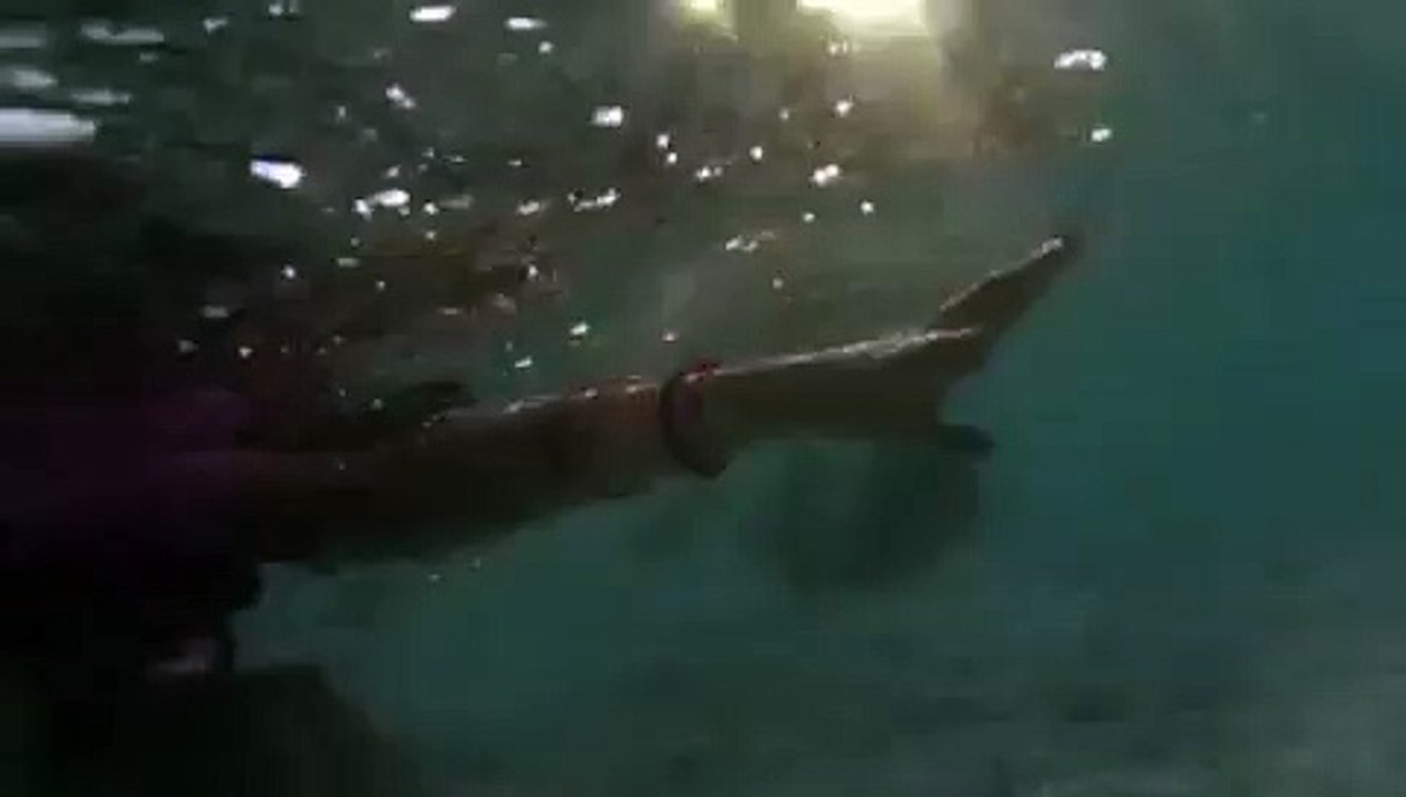 Baliste
