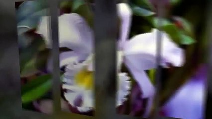 Орхидея фото