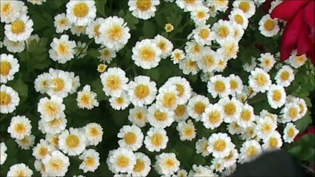 Очень красивый цветок не знаю как называется