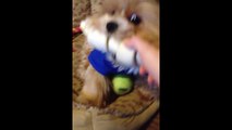 Small Dog Turns Away and Hides His Bone From Owner