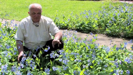Bluebells for Early Spring Color