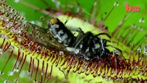 Flesh Eaters Carnivorous Plants Lure Insects Into Their Deadly Clutches