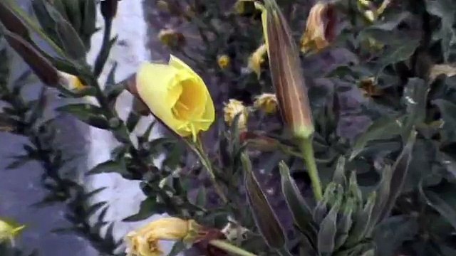 Раскрывающийся вечером цветок. Таджикистан.