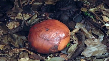 Раскрытие бутона Раффлезии Арнольда