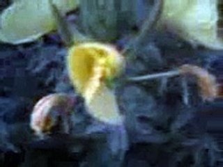 Раскрытие ночной красавицы