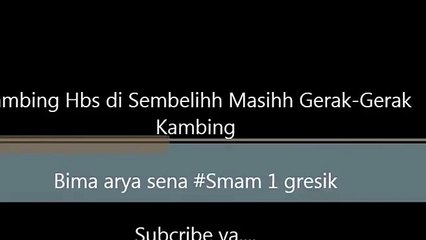 Video Lucu Saat Kambing sudah di sembelih Masih Penegen Hidup Lagi 2015 GRESIK