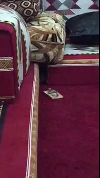 zas54