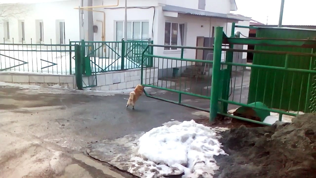 Le chien de garde le plus efficace du monde! Ahahah