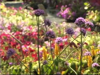 Butterfly Gardening - Plants That Are Butterfly Magnets