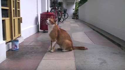 30 Seconds of Cats (Episode 2)