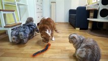 대왕 지네를 본 고양이의 반응 Cats Reaction to a Giant Centipede [SURI&NOEL CATs STORY]