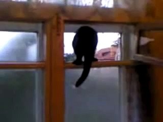 Barking cat gets caught! (ORIGINAL)