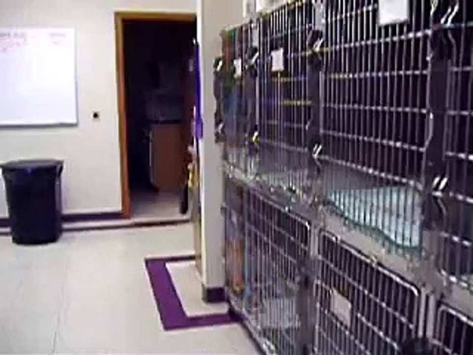 cat from hell