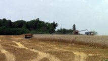 CLAAS Lexion 760TT Harvesting Wheat