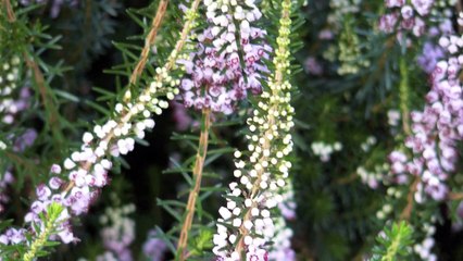 Mùa thu chết - ( Khánh Ly )