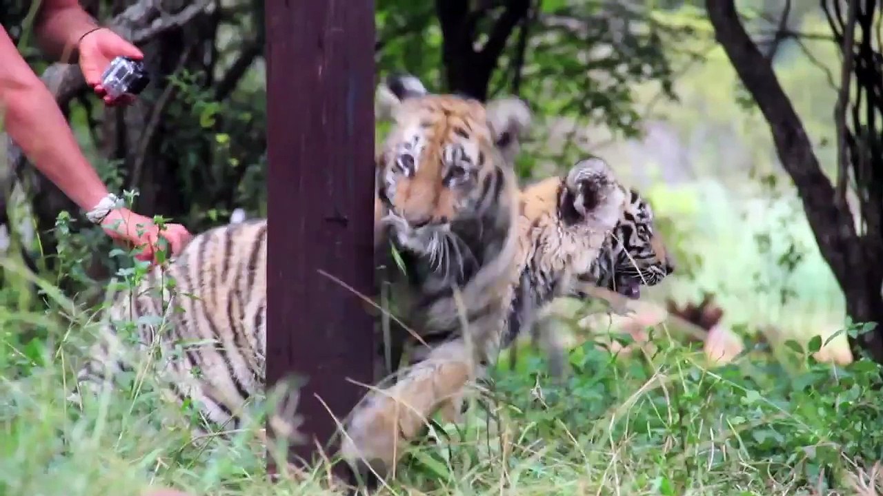Living With Big Cats