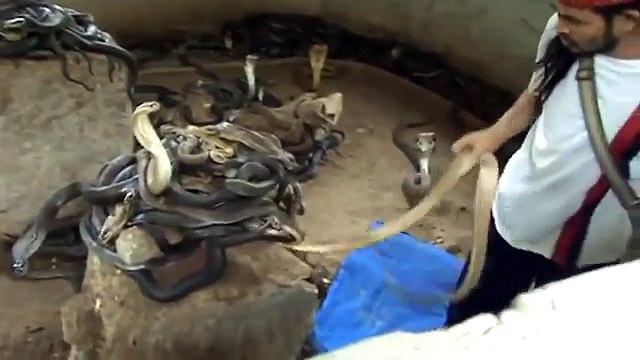 Amazing Snake Man Slaps Cobras On The Head! Cobras Fear Him!